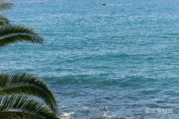 高清摄影 椰树海岸