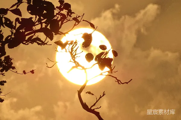 高清摄影 夕阳透过树枝