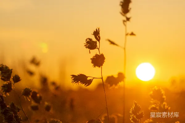 高清摄影 夕阳下的草丛