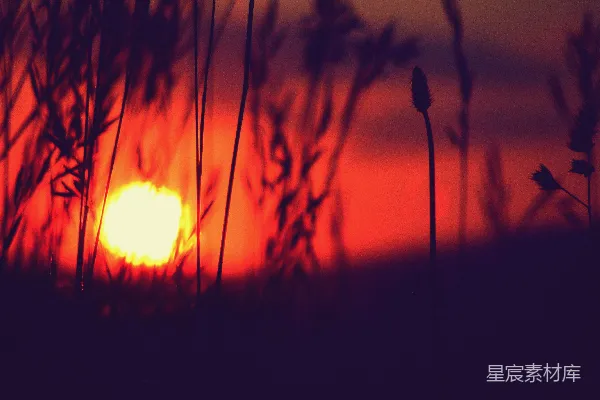 高清摄影 夕阳下的草丛剪影