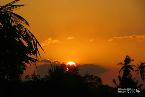 高清摄影 夕阳西下，椰林剪影
