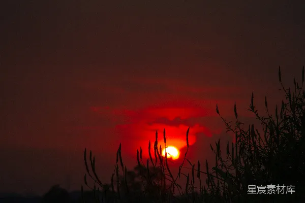 高清摄影 夕阳下的植物剪影