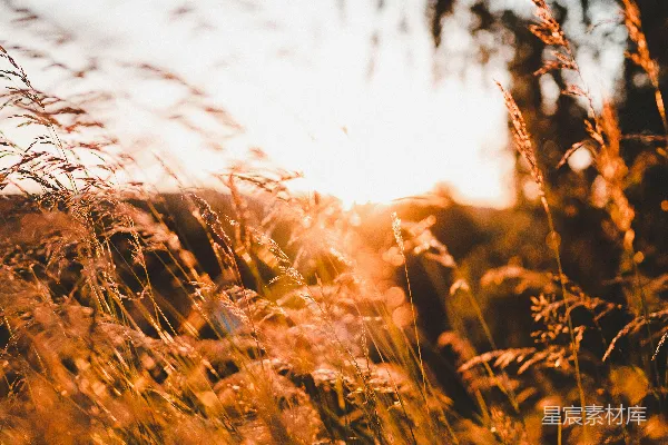 高清摄影 夕阳下的草丛