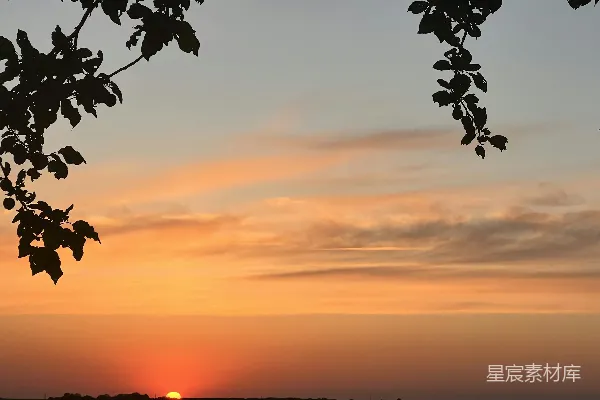 高清摄影 夕阳西下，树影剪影