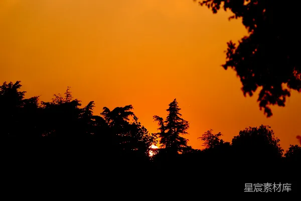 高清摄影 夕阳下的树影