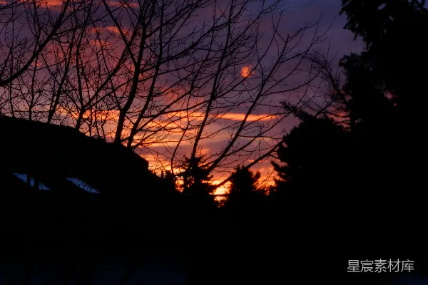高清摄影 夕阳透过树枝