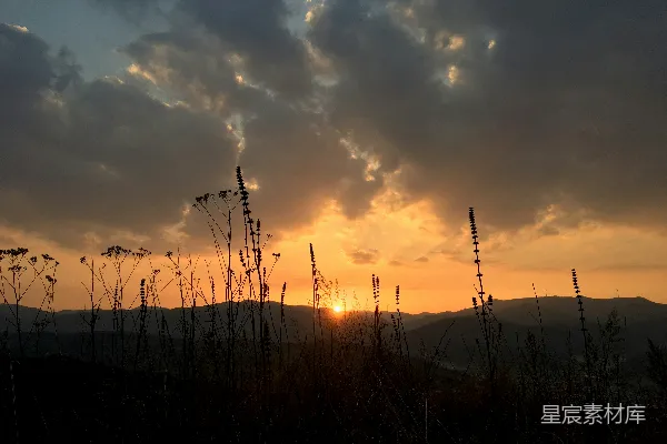 高清摄影 夕阳下的山间植物