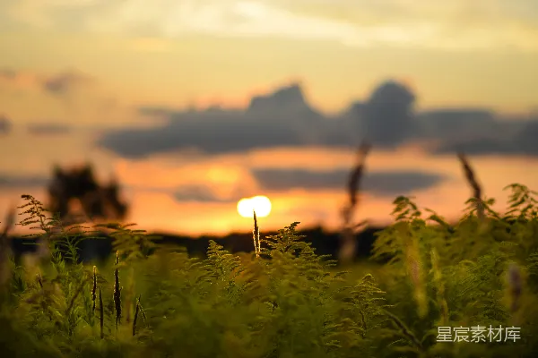 高清摄影 夕阳下的草地