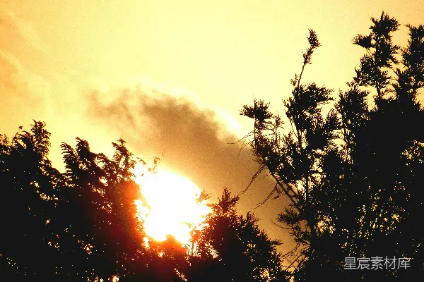高清摄影 夕阳透过树木
