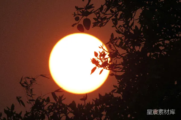 高清摄影 夕阳透过树叶