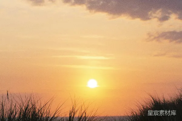高清摄影 夕阳下的芦苇