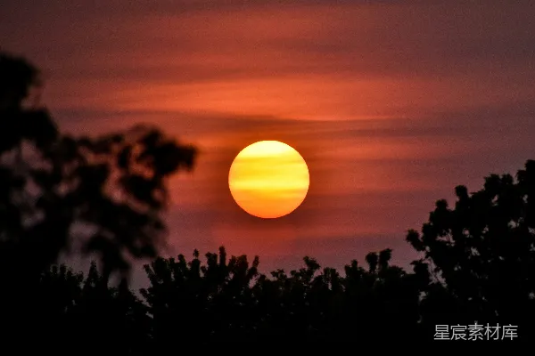 高清摄影 夕阳下的树梢剪影