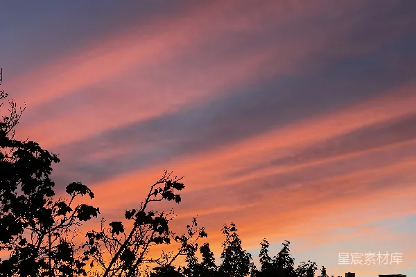 高清摄影 夕阳下的树影