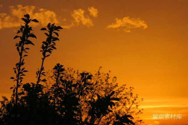 高清摄影 夕阳下植物的剪影