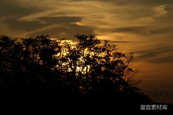 高清摄影 夕阳下的树影