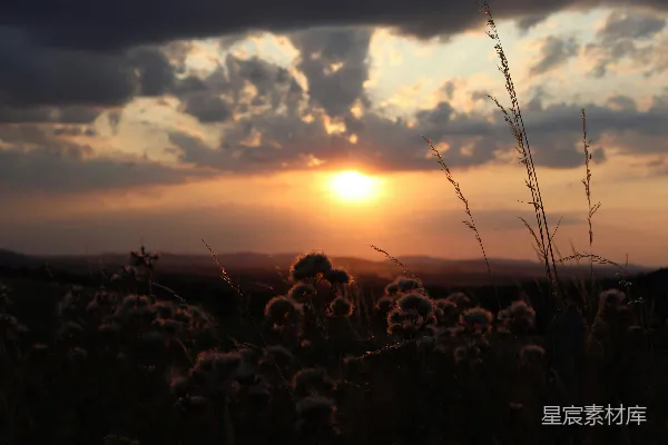 高清摄影 夕阳下的野花
