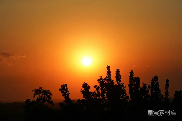 高清摄影 夕阳下的树影