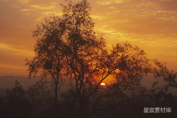 高清摄影 夕阳下的树影