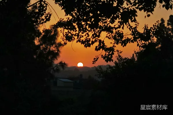 高清摄影 树梢下的夕阳