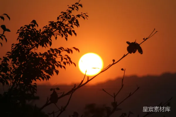 高清摄影 夕阳下的树影