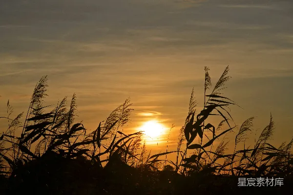 高清摄影 夕阳下的芦苇
