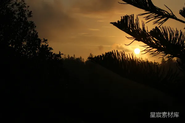 高清摄影 夕阳下的松树剪影