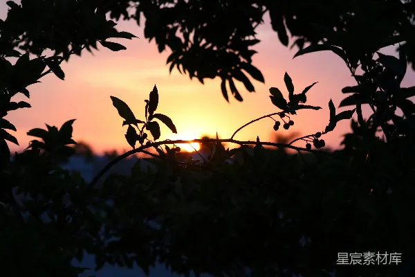 高清摄影 夕阳透过树叶的剪影