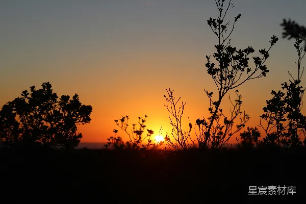 高清摄影 夕阳下的植物剪影