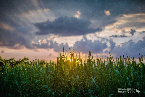高清摄影 夕阳下的玉米田