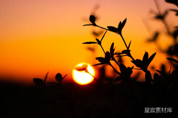 高清摄影 夕阳下的剪影