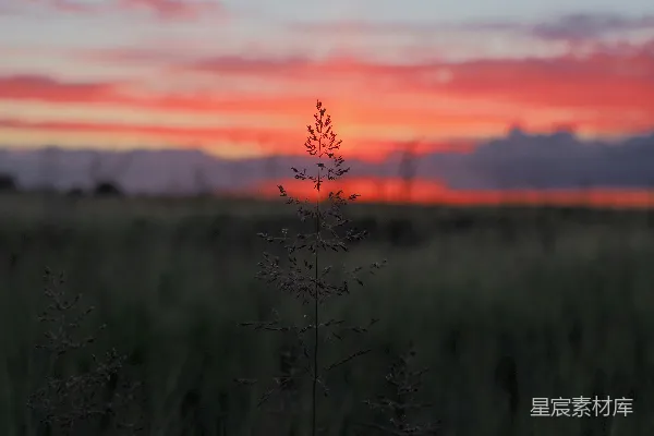 高清摄影 夕阳下的草丛