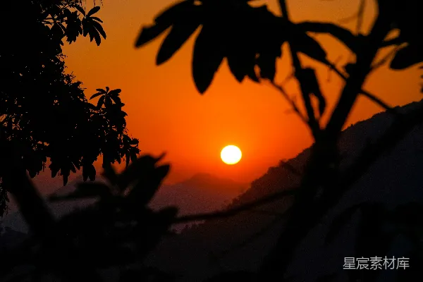高清摄影 夕阳透过树叶