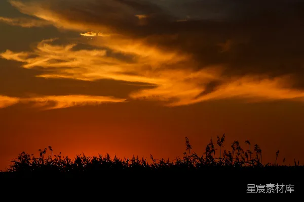 高清摄影 夕阳下的芦苇