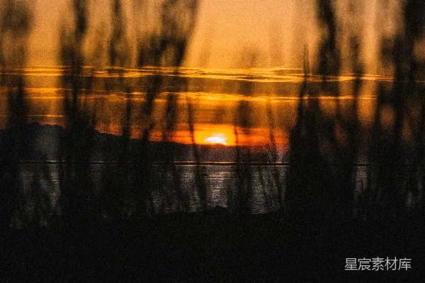 高清摄影 夕阳透过芦苇
