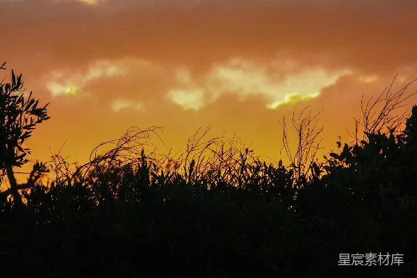 高清摄影 夕阳下的植物剪影