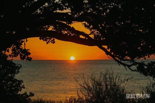 高清摄影 夕阳西下，树影下的宁静