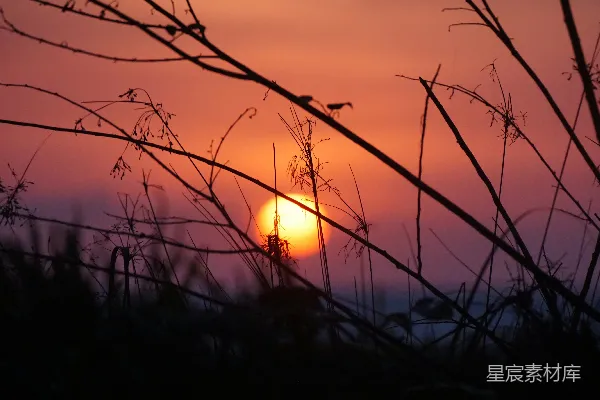 高清摄影 夕阳下的枯枝剪影