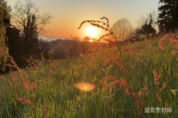 高清摄影 夕阳下的草地