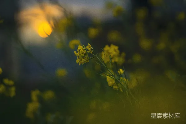 高清摄影 黄昏中的油菜花