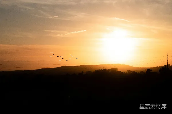 高清摄影 夕阳下的鸟群