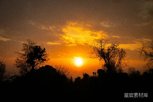 高清摄影 夕阳下的树影
