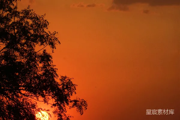 高清摄影 夕阳下的树影