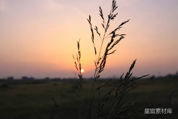 高清摄影 夕阳下的草