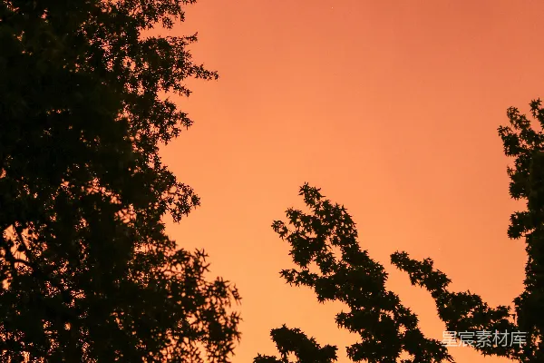 高清摄影 夕阳下的树影剪影