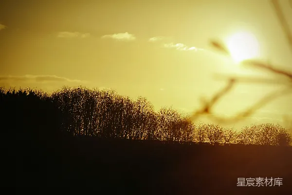 高清摄影 夕阳下的树林