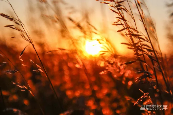 高清摄影 夕阳下的芦苇