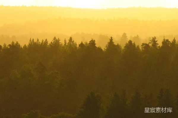 高清摄影 金色晨曦中的森林