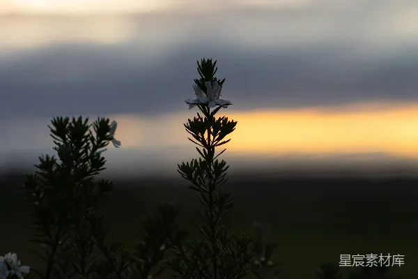 高清摄影 黄昏时分的野花