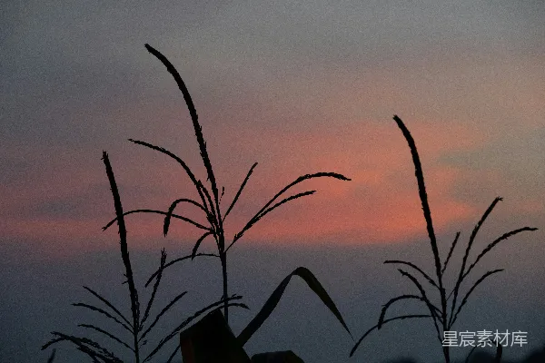 高清摄影 夕阳下的玉米秆剪影