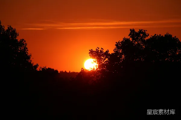 高清摄影 夕阳西下，树影婆娑